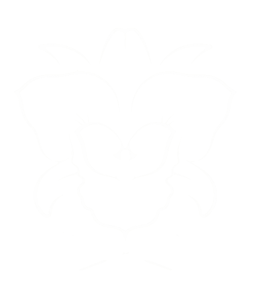 Cattleya